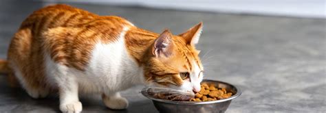 Cat Food 101: Your Complete Guide to Finding the Best Cat Food .